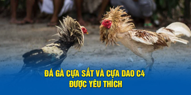 Đá gà cựa sắt và cựa dao C4 được yêu thích